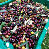 Extra virgin olive oil- CYPRESS VIEW "JO"