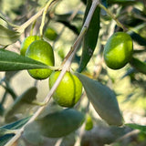 Olive oil, Olive oil manufactures, Sustainable Artisan food production Artisan food, Made in italy, Italian made, Tuscany, italtouch, trufflemandubai