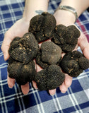 Truffle, Fresh Black Uncinatum Truffle, italtouch, trufflemandubai, gourmet, gourmetdubai, Fresh truffle, gourmet delivery, Truffle Lover, Fresh truffle, Italtouch Dubai, The Black Uncinatum Truffle is in season from September to December, ensuring peak freshness and flavor during these months.