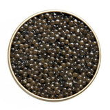 Kaluga Queen "Beluga"