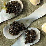 Kaluga Queen "Beluga"