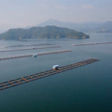 Kaluga Queen "Beluga"