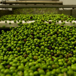 Orsini Extra Virgin Olive Oil