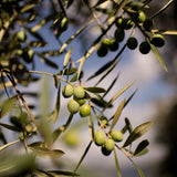 Orsini Extra Virgin Olive Oil