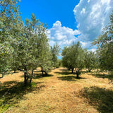 Olive oil, Olive oil manufactures, Sustainable Artisan food production Artisan food, Made in italy, Italian made, Tuscany, italtouch, trufflemandubai