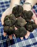 Truffle, Fresh Black Uncinatum Truffle, italtouch, trufflemandubai, gourmet, gourmetdubai, Fresh truffle, gourmet delivery, Truffle Lover, Fresh truffle, Italtouch Dubai, 